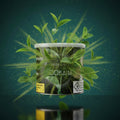 Hookain Shisha Tabak Greenlean 200g online kaufen bei Smokez