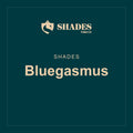 Shades · Bluegasmus